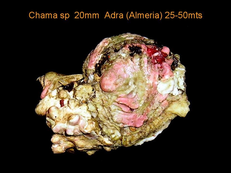 Chama gryphoides